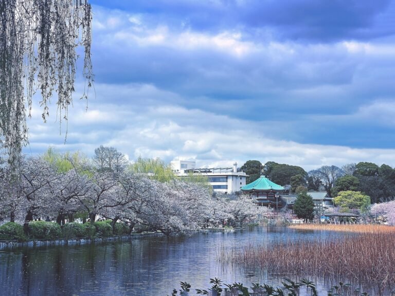 cherry-blossoms-tokyo
