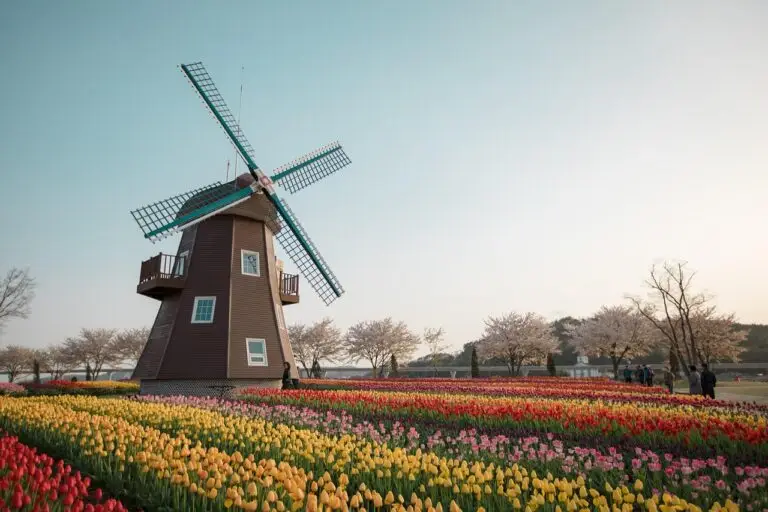 tulip Amsterdam