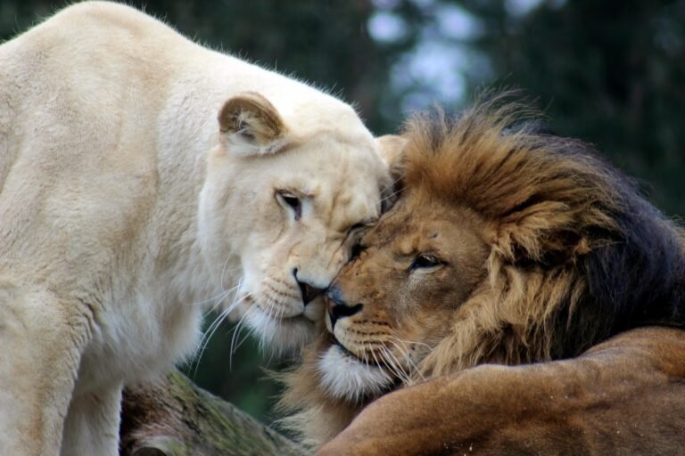 lions