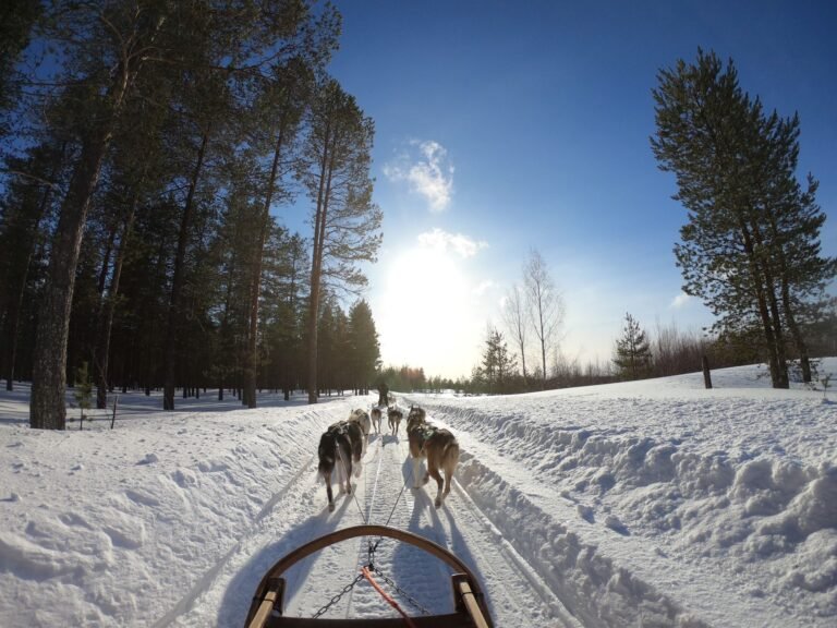 sled in Helsinki & Rovaniemi